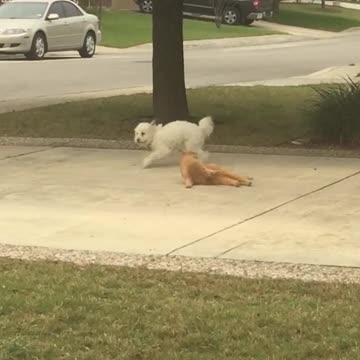 Dog Fights Cat Over Driveway Turf War