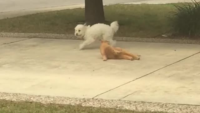 Dog Fights Cat Over Driveway Turf War