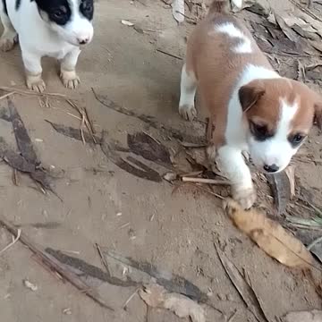 Poppy animals cry for her mom