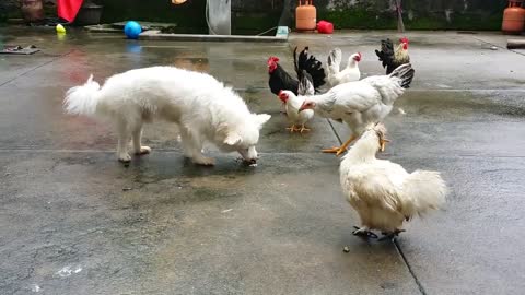 💗💗 funny dog and chicken gang fight animal videos funny💗