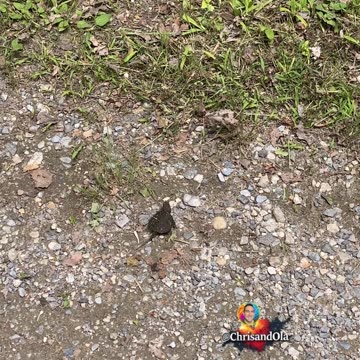 GETTING HIM SAFELY OFF THE PATH!