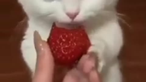 Funny Cute cat "nom nom"