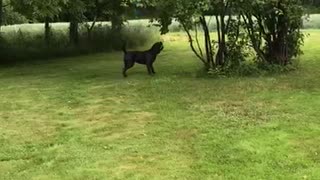 Mia the Dog Chomps at Bouncing Balloon