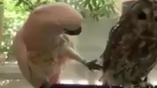 Best Funny Animal Videos of the year (2021), funniest animals ever. relax