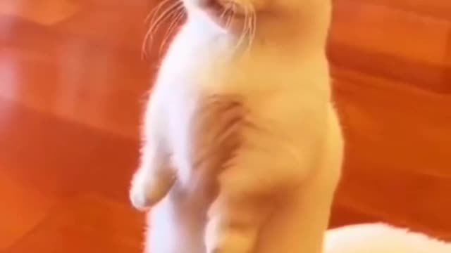 Cat video