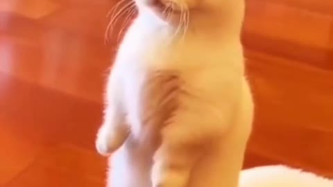 Cat video