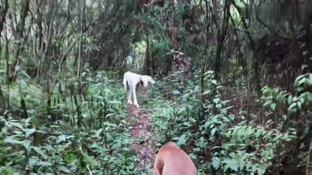 Puppies and Mongolian puppies in the virgin forest