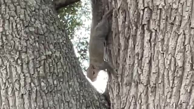 Squirrel Makes Funny Noises on Tree