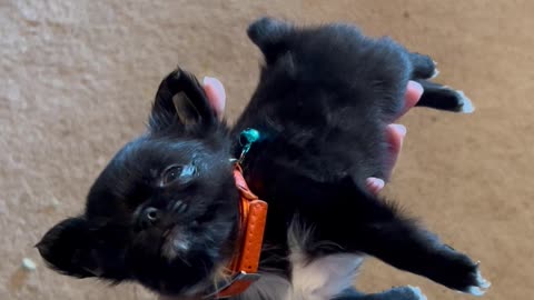 Tiny Pup Rests In A Hand