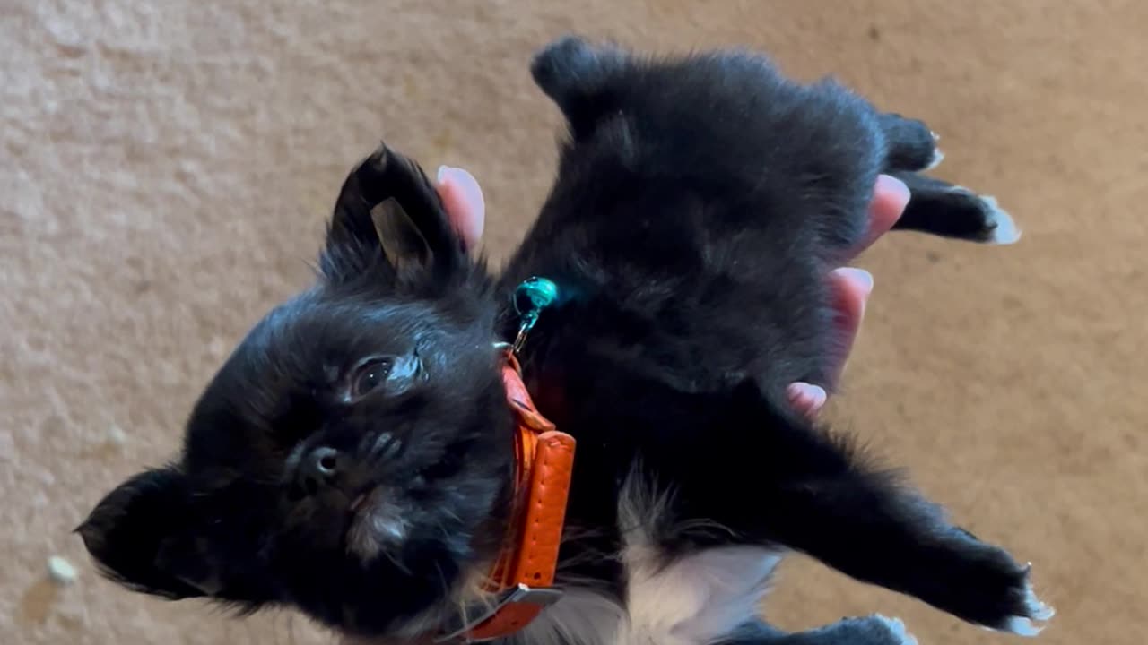 Tiny Pup Rests In A Hand