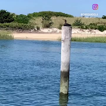 CORMORANT SUN TANNING