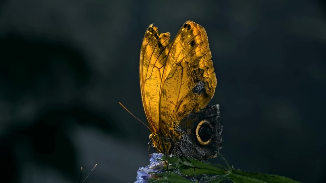 Amazing Giant Owl Butterfly