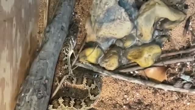 SLO-MO Rattlesnake STRIKE!!!!! WOW THAT WAS FAST!!!!