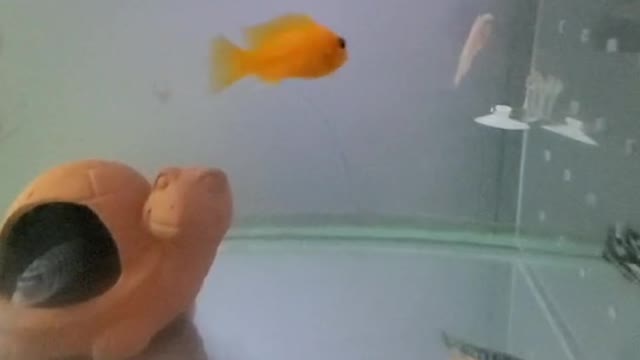 Beautiful fish