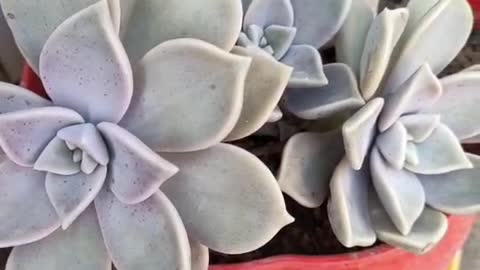 I love little succulents