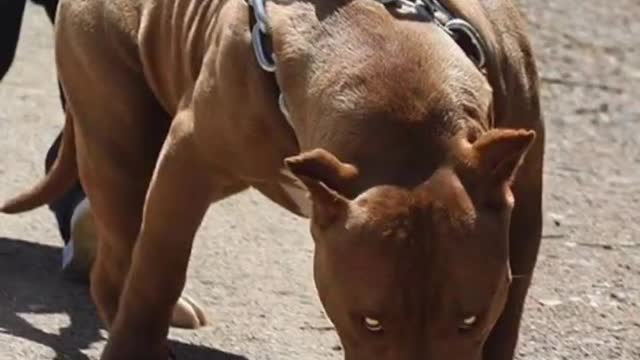 Pitbull dangerous dog #shortvideo