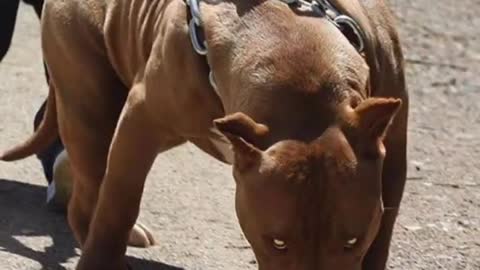 Pitbull dangerous dog #shortvideo