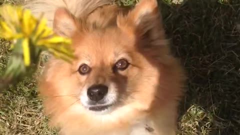 Small tan dog jumps at yellow flower