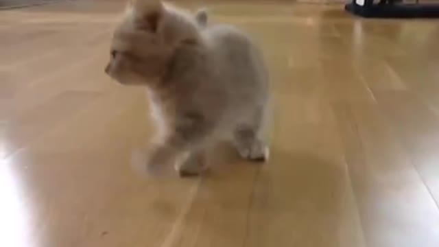 Cute munchkin baby kitten talks too much