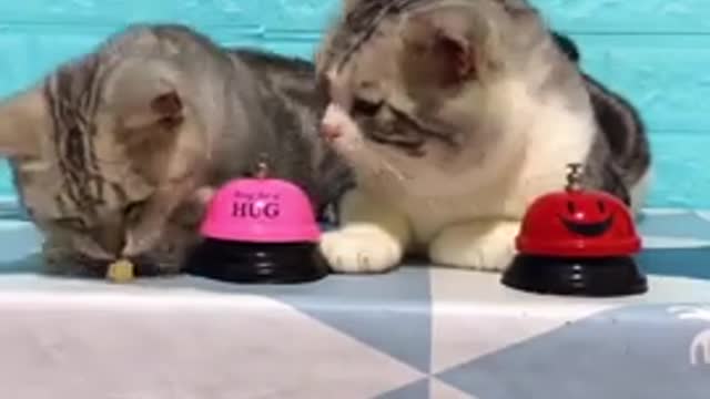 Lovely cat & kitten funny videos