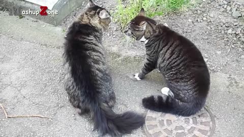 Funny Cats Arguing - Cats Talking To Each Other Compilation || NEW HD