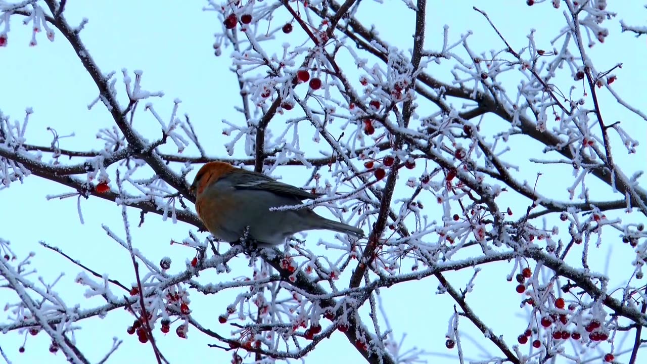 The pine grosbeak