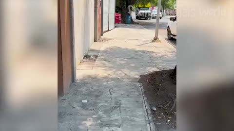 A normal day of dogs