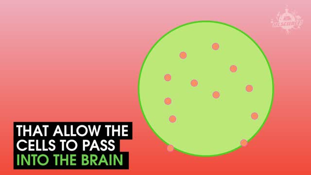 Pig Brain Cells Are Helping Treat Parkinson's