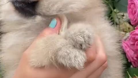 cute puppy funny video.. see it
