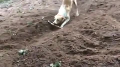 Dog play with wood