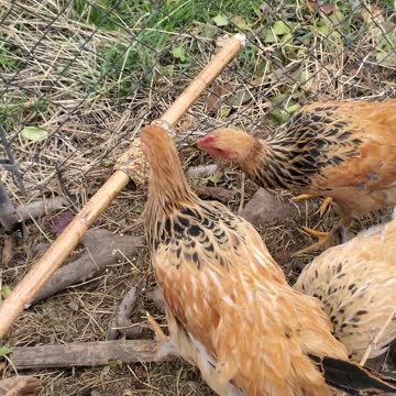 Easy Treats for My Chickens!