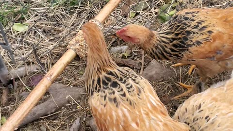 Easy Treats for My Chickens!