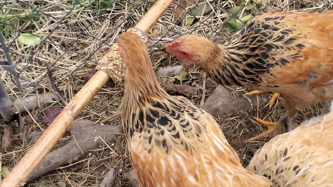 Easy Treats for My Chickens!