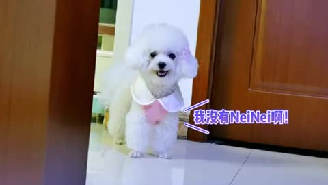 dog mother baby