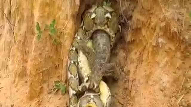 Huge Dnake vs Giant Chameleon