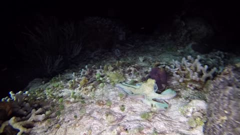 Cozumel Octopus