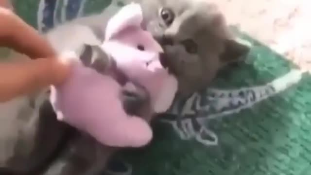 CUTE CATS AND KITTENS CCOMPILATION VIDEO