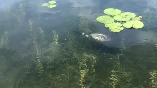 Rare Footage of Loon Swimming Underwater