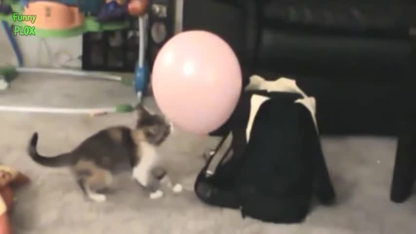 funny cats vs ballnoons compil