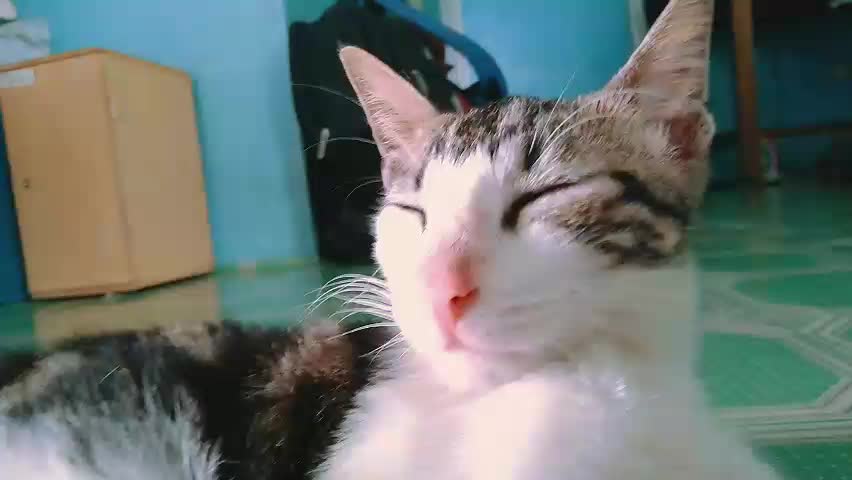 Im so lazy#cute cat