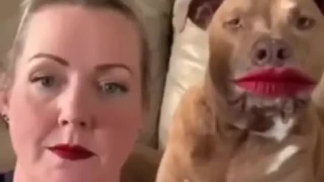 Dogy funny video