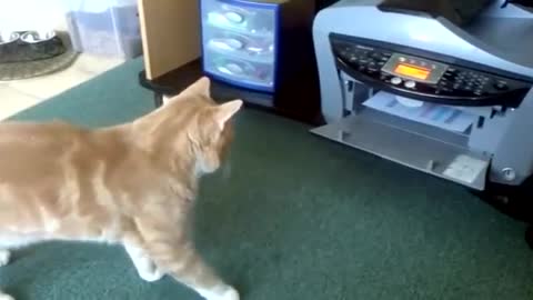 cat funny video with printer