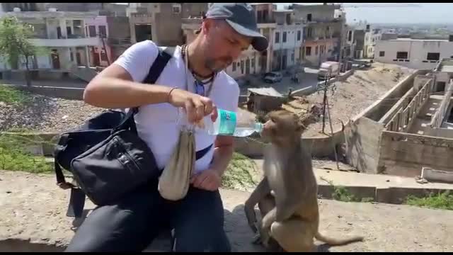 Thirsty Monkey Patiently Drinks Water with help of a Man