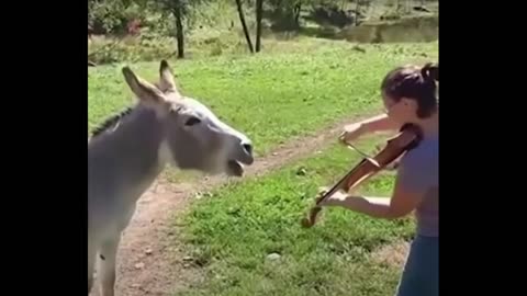 animals also love music.