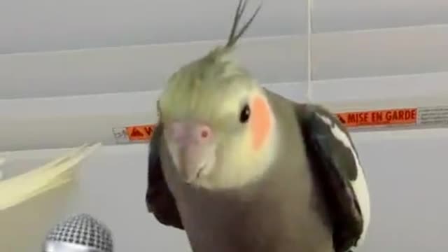 A singing parrot