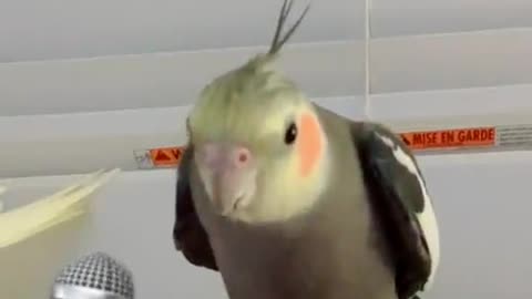 A singing parrot