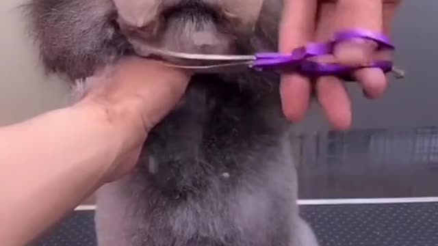 cute funny puppy hair cutting#funny videoOMG So Cute ♥ Best Funny Cat Videos 2021 #1