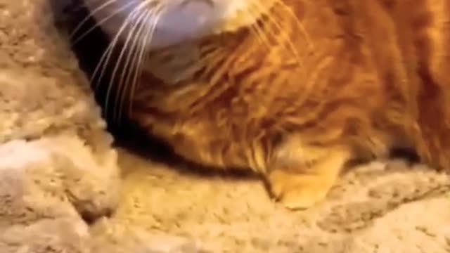 Nice video_Funny cat_Beautyful cat.