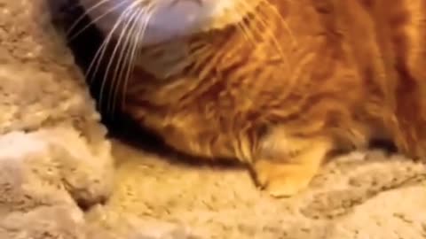 Nice video_Funny cat_Beautyful cat.