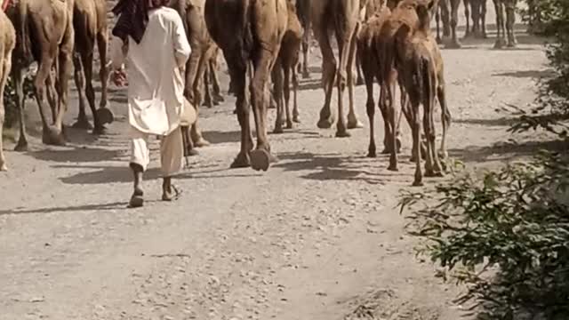 Camels video 2021 cute animals